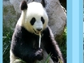 Panda puzzle online jolasteko