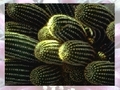 Cactus online jolasteko