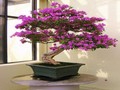 Bougainvillea puzzle online jolasteko