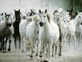 White Horse Jigsaw online jolasteko