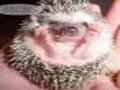 Stoned hedgehog online jolasteko